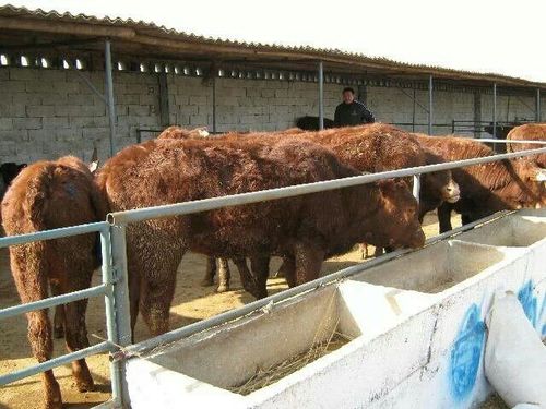 产品信息 养殖/种植 牛 黑龙江鲁西黄牛现在多少钱 价格: 6800 &nbsp